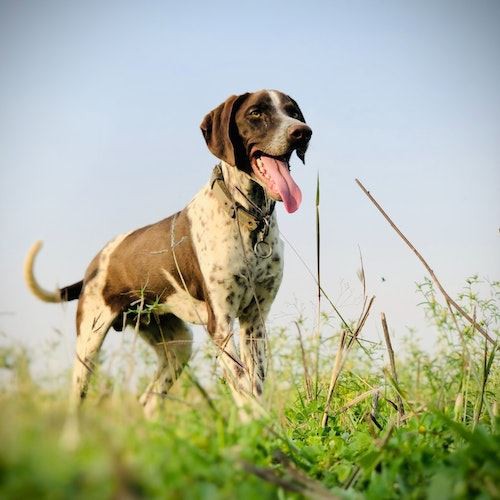 The 10 Best Hunting Dog Breeds (Part 1)